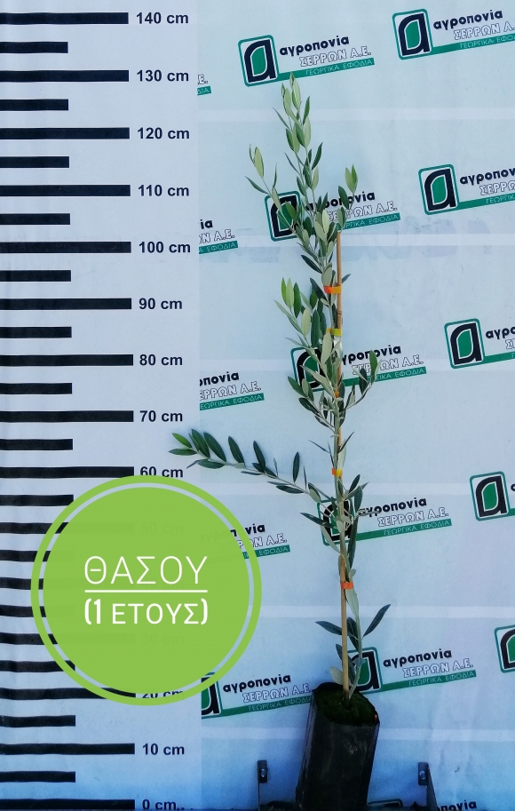 &Theta;&Alpha;&Sigma;&Omicron;&Upsilon;