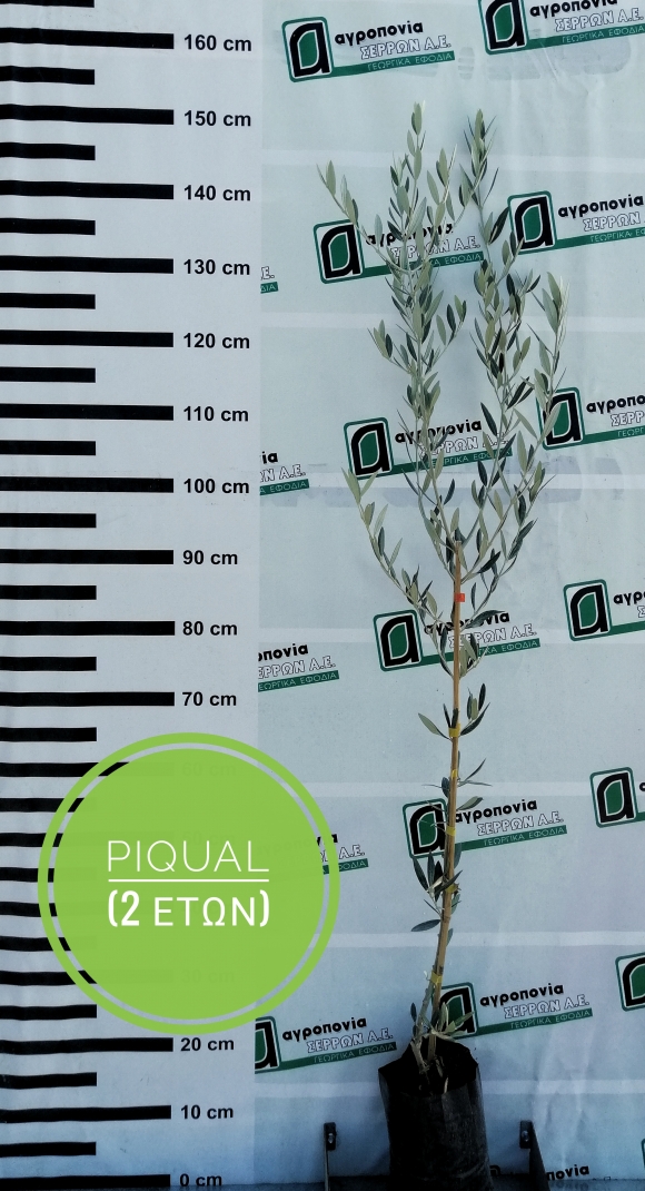 PICUAL (&Pi;&Iota;&Kappa;&Omicron;&Upsilon;&Alpha;&Lambda;)