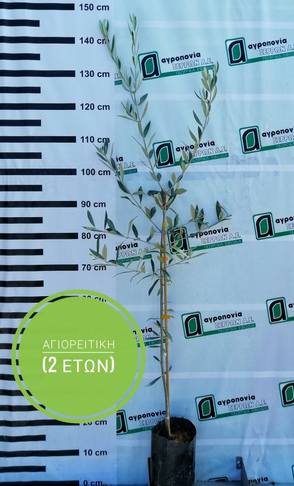 &Alpha;&Gamma;&Iota;&Omicron;&Rho;&Epsilon;&Iota;&Tau;&Iota;&Kappa;&Eta;